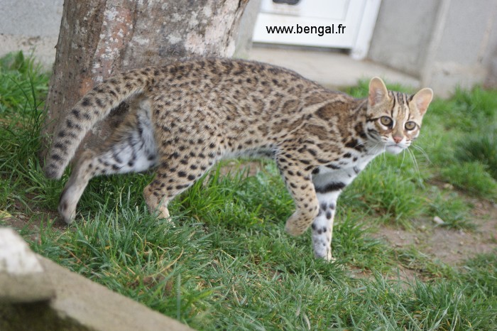 leopard cat